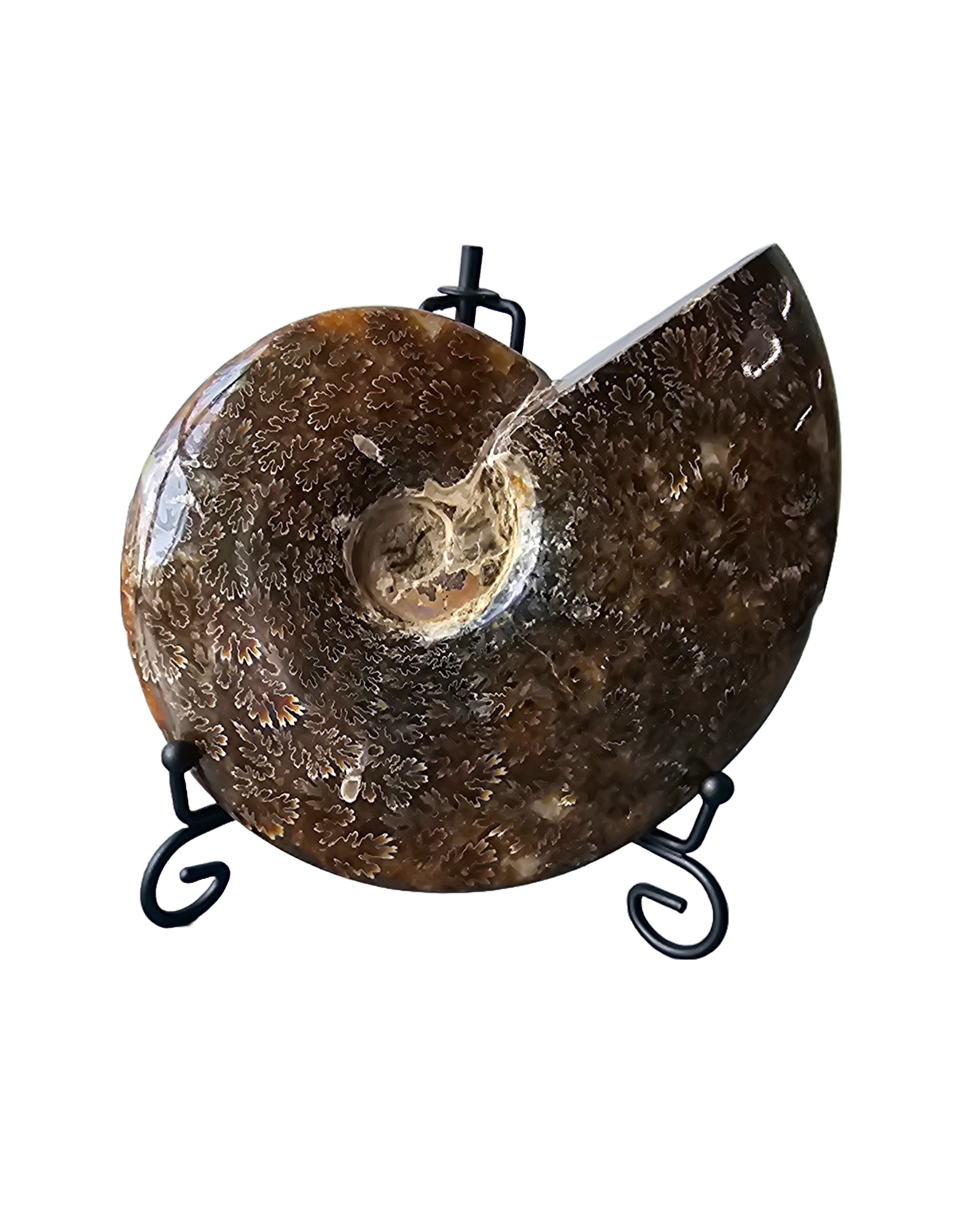 Real Natural Fossil preserved shells sea creatures rock office table-top display showpiece best housewarming gift Singapore
