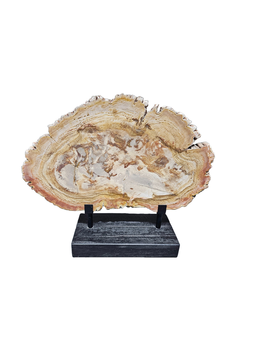 Fossil petrified wood on beautiful stand showpiece living room tabletop decoration home interior design housewarming gift