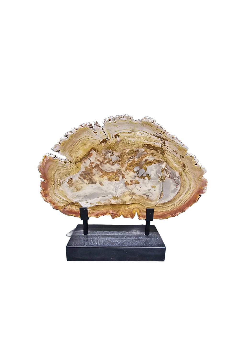 Fossil petrified wood on beautiful stand showpiece living room tabletop decoration home interior design housewarming gift