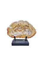 Fossil petrified wood on beautiful stand showpiece living room tabletop decoration home interior design housewarming gift