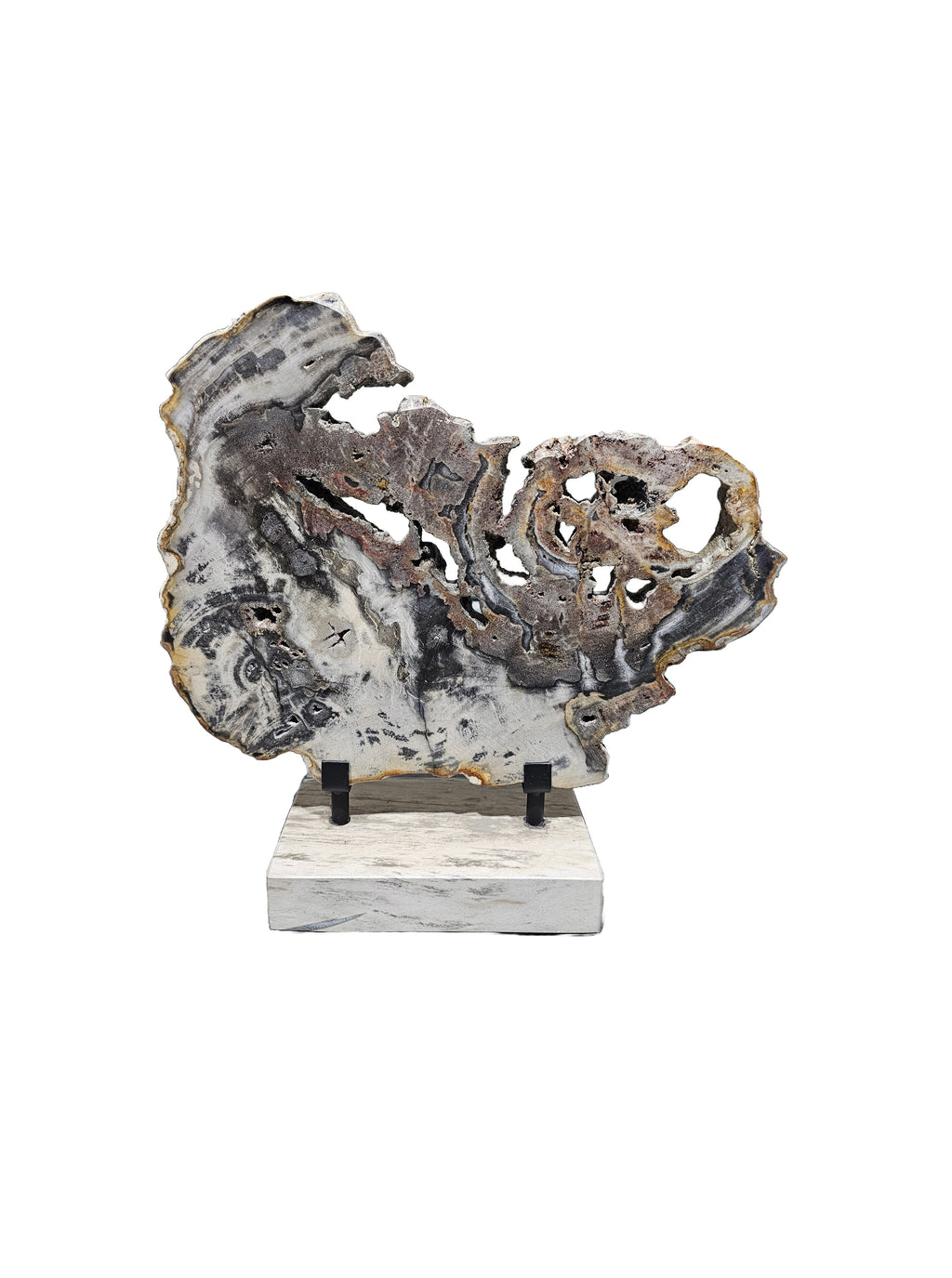 Slice of fossil petrified wood on beautiful stand showpiece living room tabletop decoration home interior housewarming gift