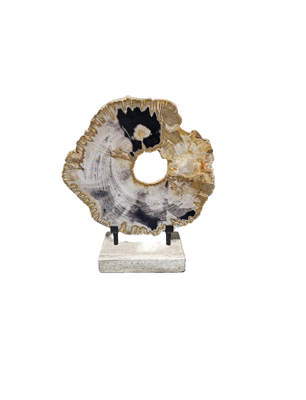 Slice of fossil petrified wood on beautiful stand showpiece living room tabletop decoration home best housewarming gift