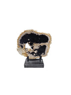 Fossil petrified wood on beautiful stand office desktop showpiece tabletop decoration home interior design perfact gift