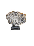 Slice of fossil petrified wood beautiful stand showpiece living-room tabletop decoration home best housewarming gift