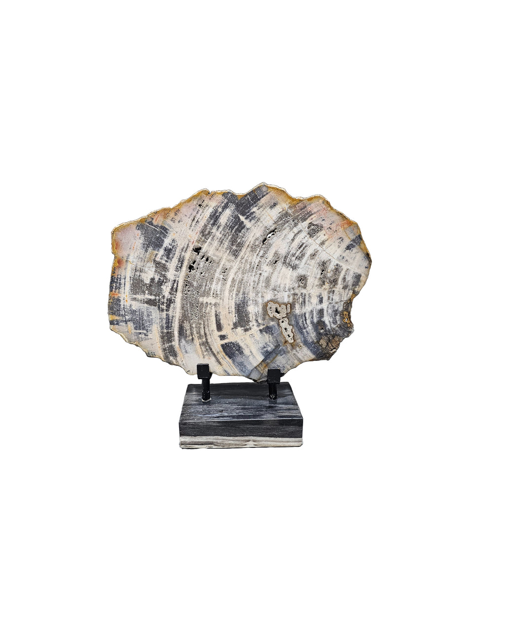 Slice of fossil petrified wood beautiful stand showpiece living-room tabletop decoration home best housewarming gift