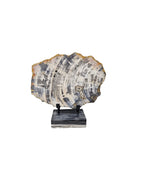 Slice of fossil petrified wood beautiful stand showpiece living-room tabletop decoration home best housewarming gift